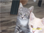 kitty helpers