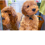 Silly_Dogs