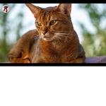 Cat mania (OFFICIAL)