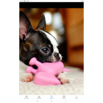 The doggie club of wonders and fun!