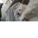 Snowy and zuri