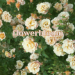 flowerbloom｡･