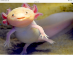 Axolotl central