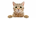 crazy kitties meow
