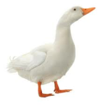 Alliance of Duck