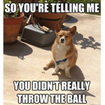 My Corgi Squad