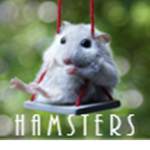 HAMSTERS!!!!!!!!!!!!
