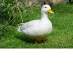 da quack quack duck group