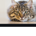 theKittysLove
