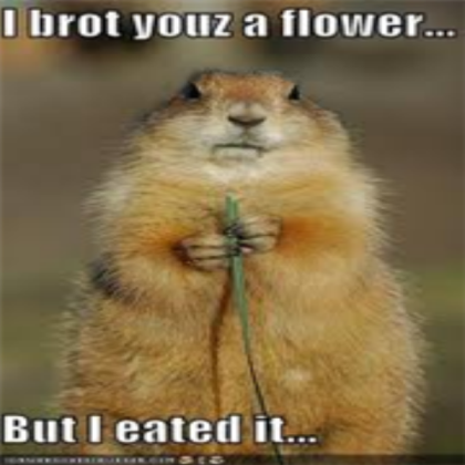funny groundhog  pic Roblox decal