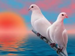 Bird studioz