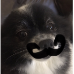 Doggo and Friends!