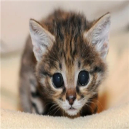 Kitten portrait