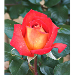 Flaming roses
