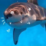 ~.sharks home store.~