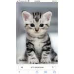 Cute Cats And Kittens Group