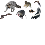 The Animal alliances