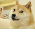 Frisky Dog