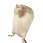 the rodent