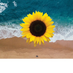 Ocean Sunflowers