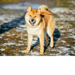 Shiba family