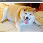 Doge cultist group