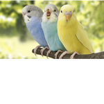 The Animal Carers Group