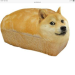 Doge is the best dog in the world