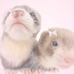 This_is_random