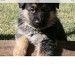 Puppy squad for ever and ever