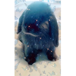 CUTE BUNNY RABBIT