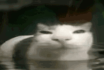 squered