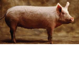 Jeff vs Piggy