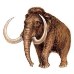 Mamut Gang