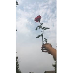ᅌwᅌ