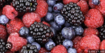 Berry Builds001