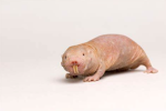 Jeff the fat mole rat