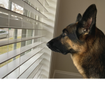 The Nice Dog People Group