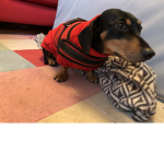 Harvey adopt me