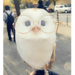 ~ Owls ~