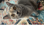 Katze <33
