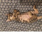 My cat alex