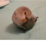 The GamerBirds