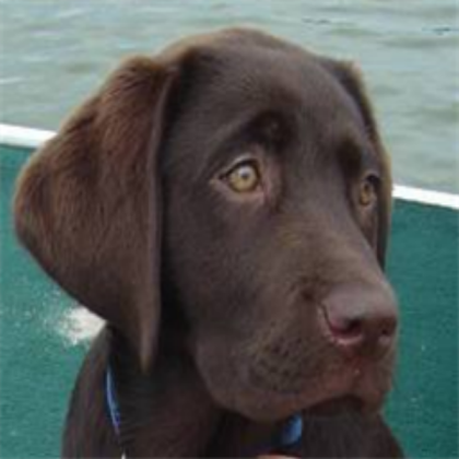 Dog Roblox decal
