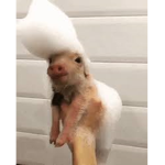 ~PiGz~