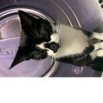 THIS CAT LOVES TACOS!
