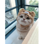 KitKat cat people