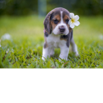 fan of puppies