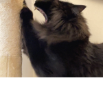 Cats my cat