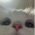 kkokokay